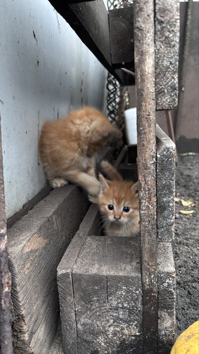 Котики в добрі руки