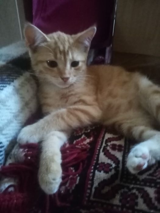 Кошенята безкоштовно