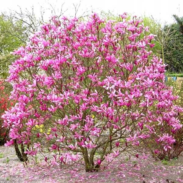 MAGNOLIA SUSAN - sadzonki w doniczkach