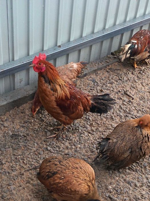 Cedo garnizos Machos