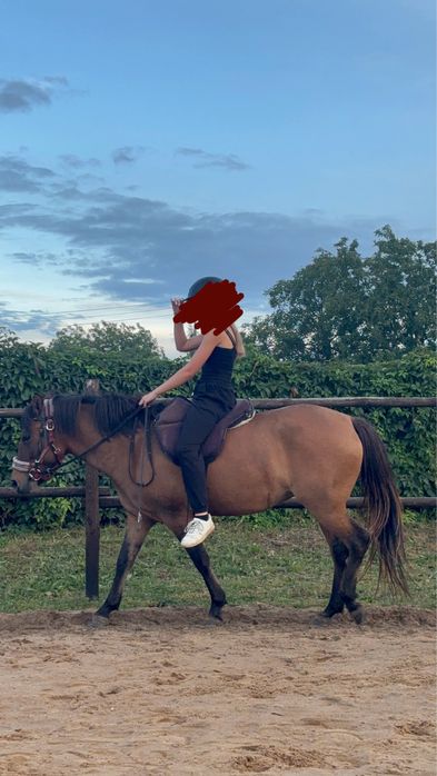 Klacz huculska 4letnia