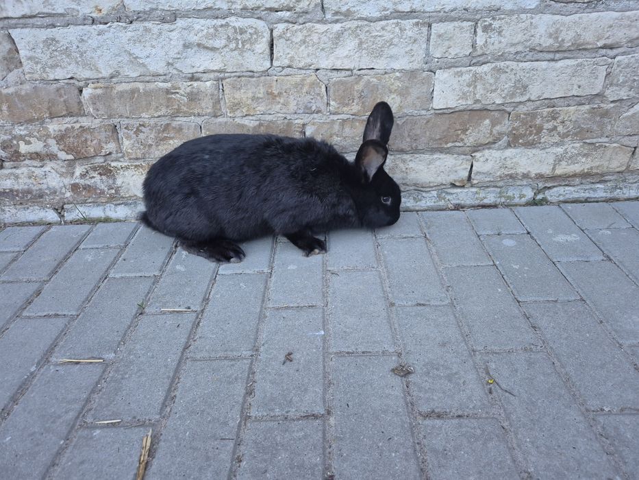 Królik belgijski samica