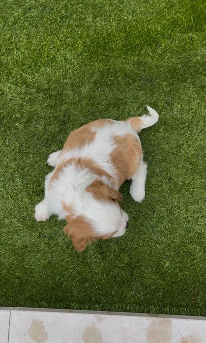 Cavalier king charle macho