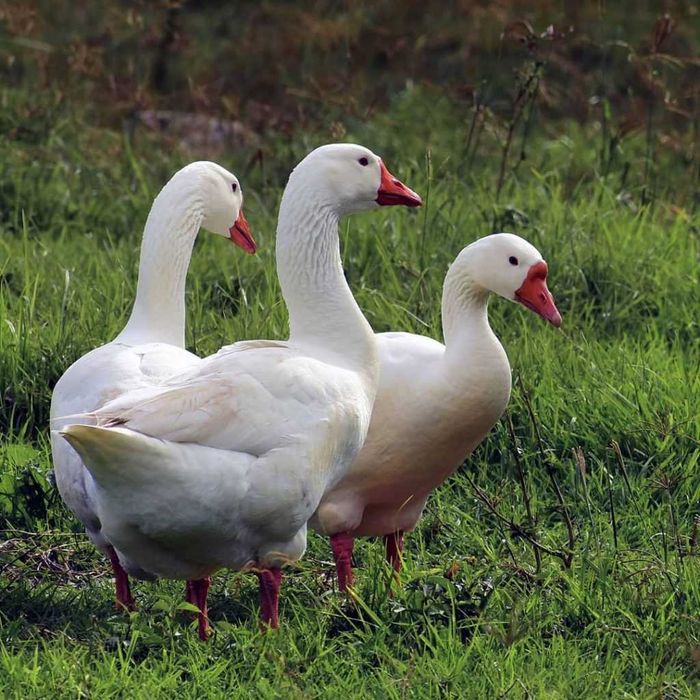 яйця гусячі Біла Велика Легарт данський
