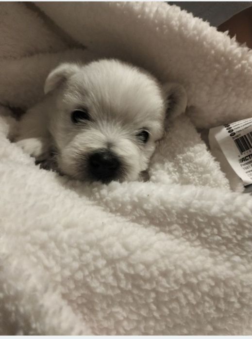 Whest highland white terrier