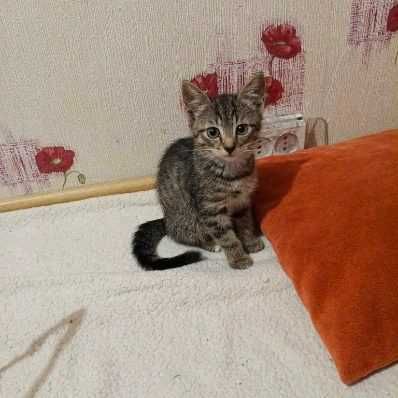 Apollo – mały bóg zabawy | Energiczny kociak do adopcji