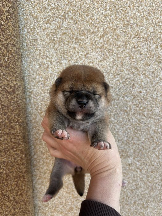 Маленьке щастя. Шиба іну, Сіба іну. FCI