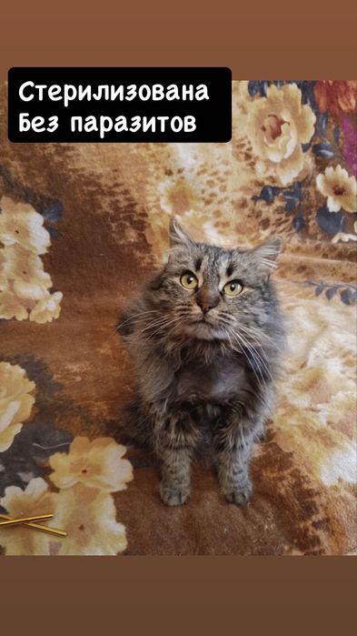 Мини версия мейнкуна )