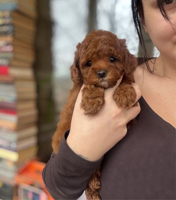 Красуня той пудель мальтіпу кривий ріг ред браун