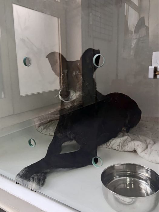 Cão macho para adoção responsável