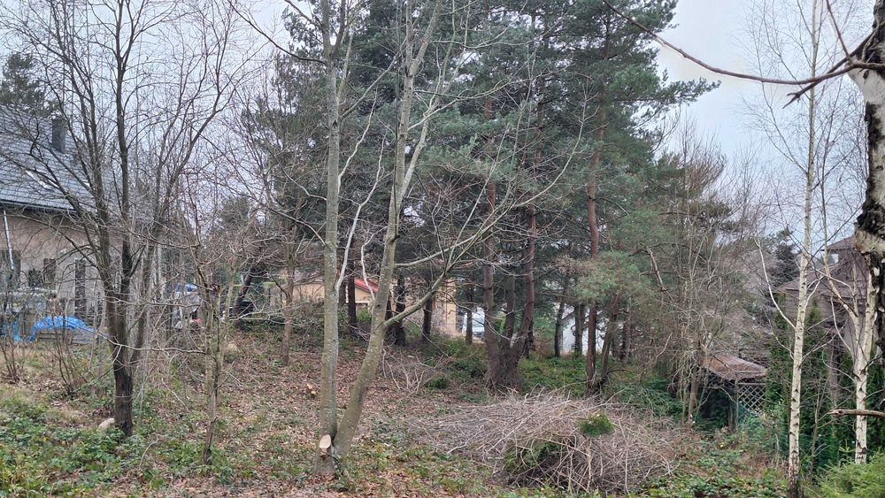 oddam  drewno za wycinkę  drzew