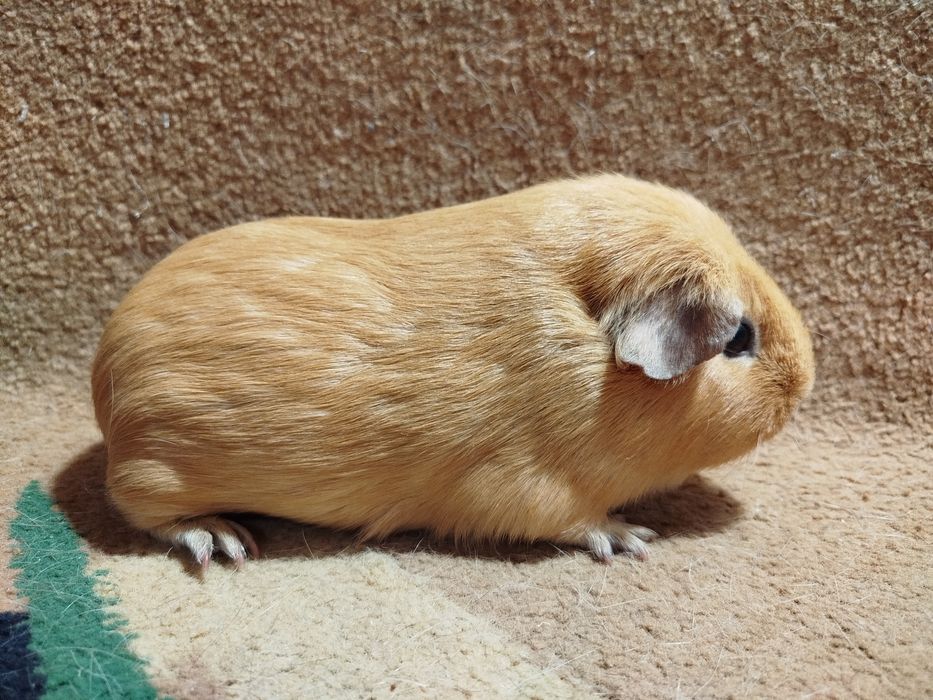 Морская свинка. Селф. Девочки.