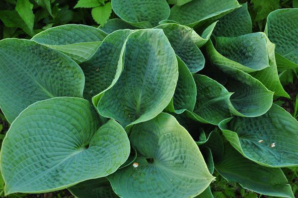 Хоста гигантская