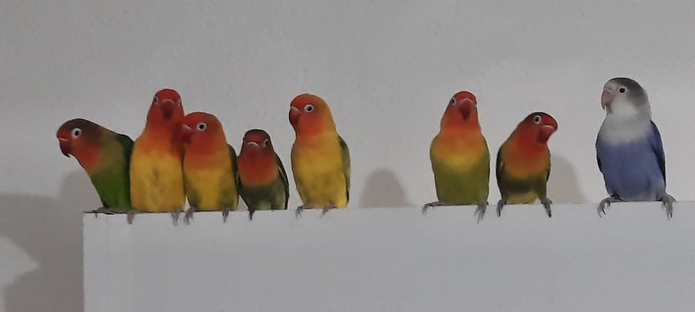 Agapornis Fischers Opalino .