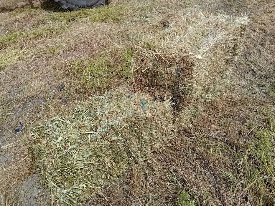 Vendo feno novo, 2025