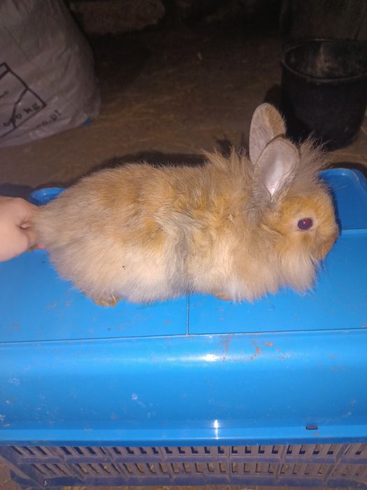 Króliki młode srokacze