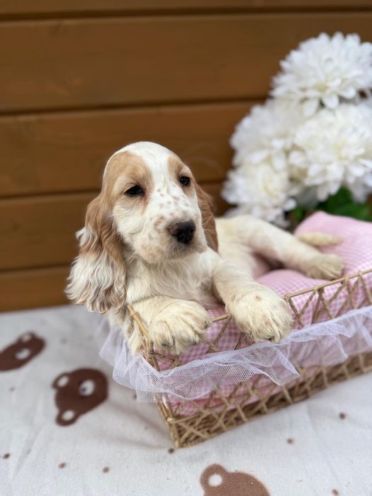 Cocker spaniel angielski Piesek Rodowód