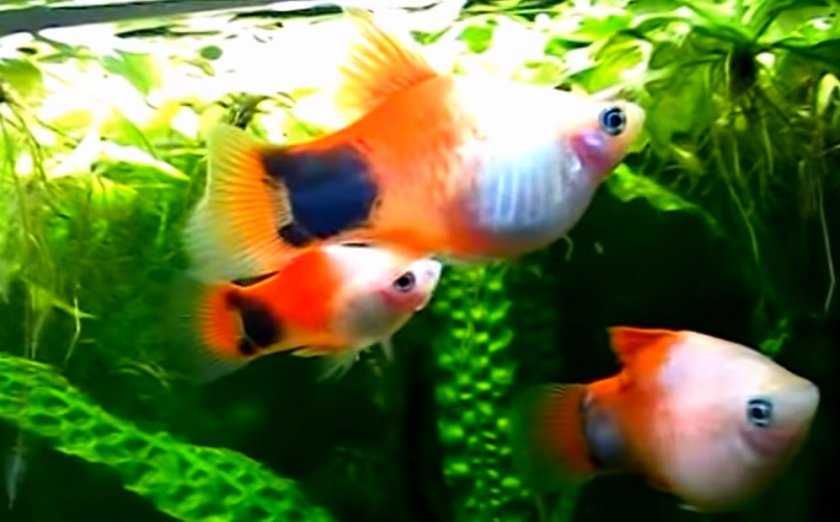 пецилия микки маус, креветка и сапфировый попугай