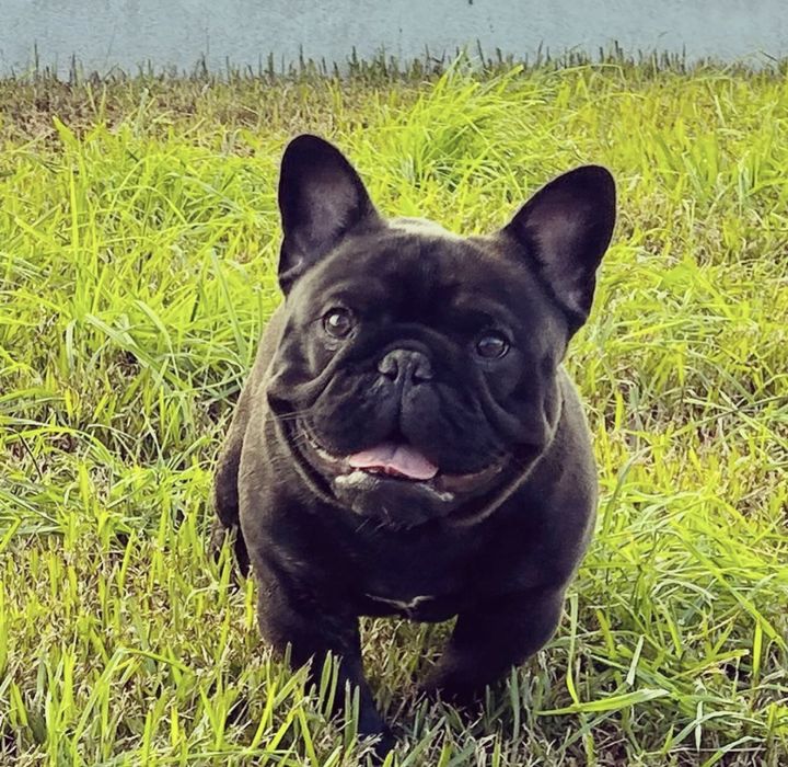 bulldog  frances femea