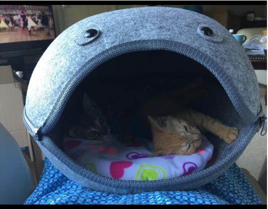cama de gato Igloo, gatos de estimação, cão pequeno, lavavel , cinza