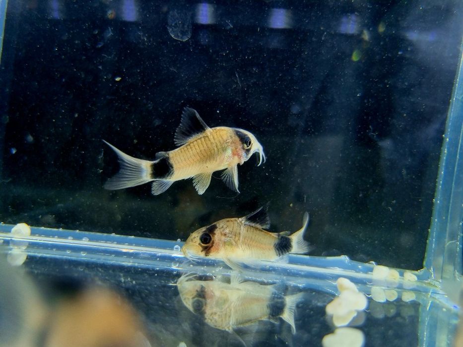 Kirysek panda/kirys/ryby akwariowe