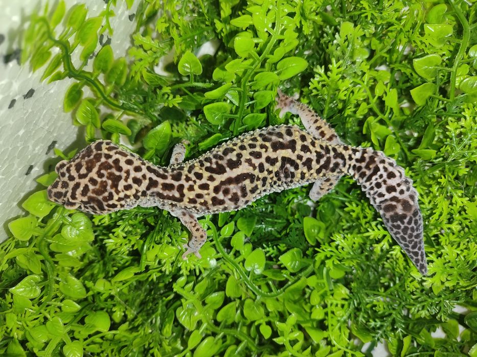 Gekony lamparcie