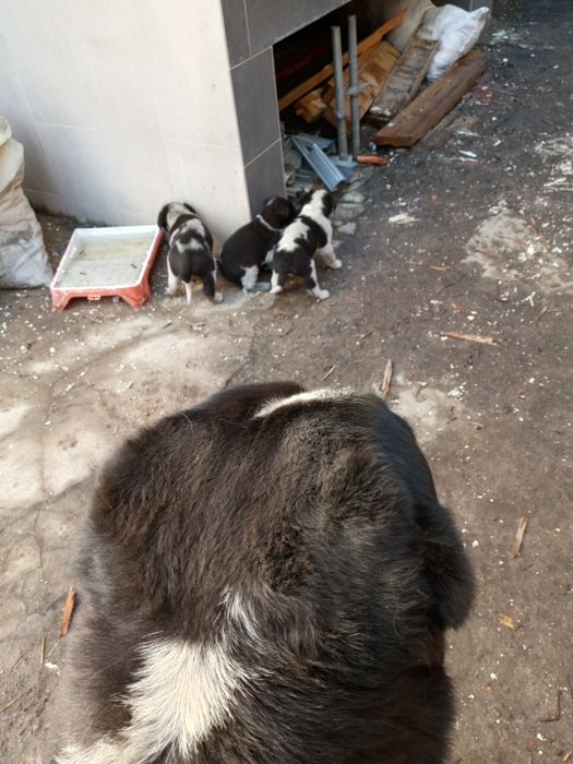 Szczeniaki owczarek środkowoazjatycki