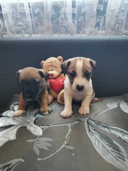 Продам щенков Джек Рассела