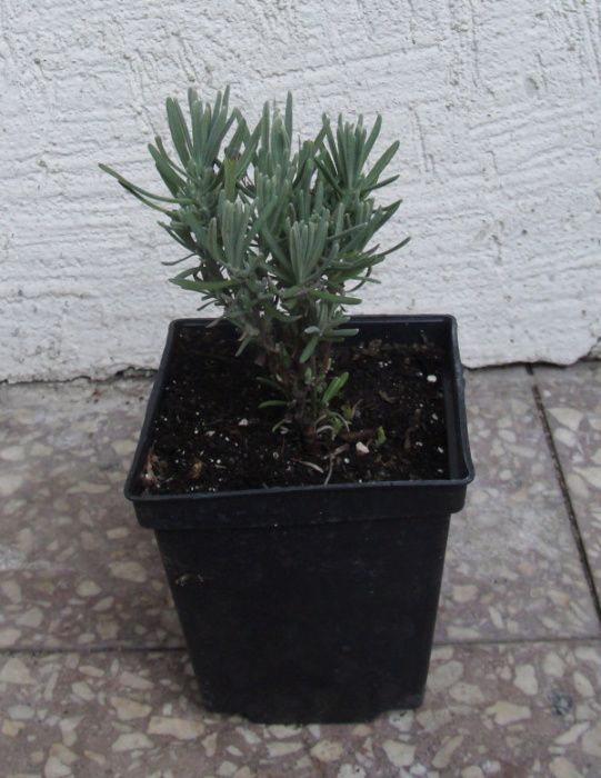 LAWENDA WĄSKOLISTNA Różowa Ellagance Pink- sadzonki w doniczkach