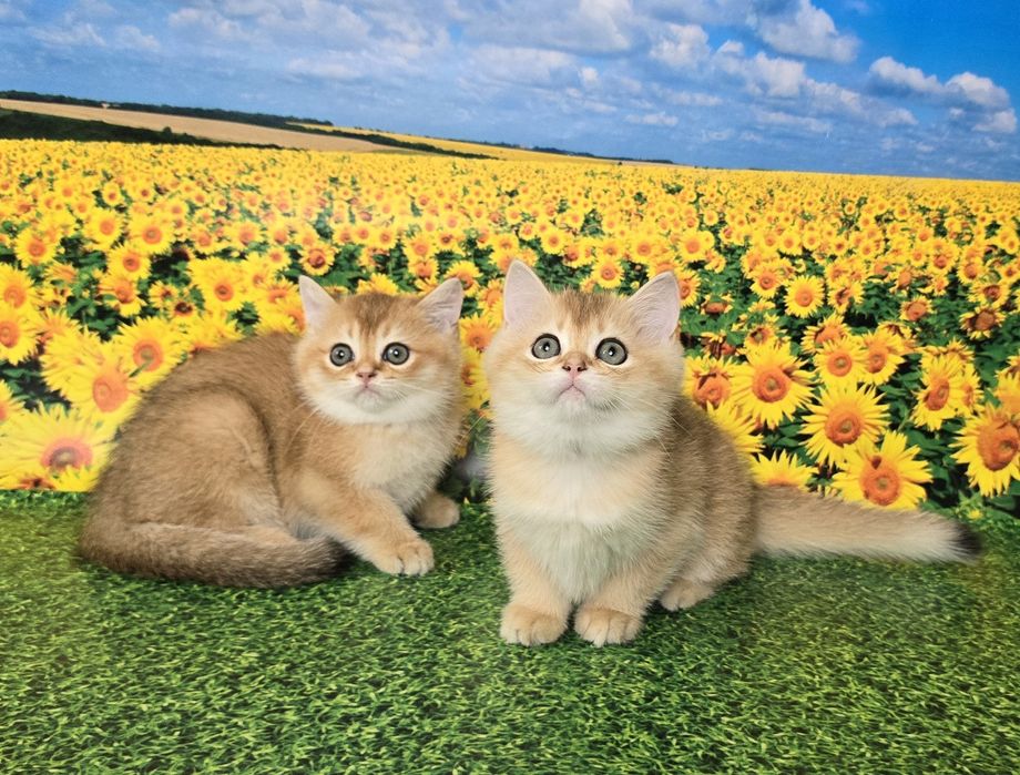 Сладкая парочка- золотые котята