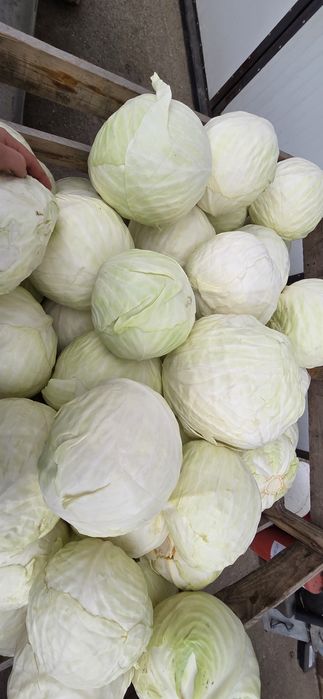 Kapusta głowiasta biała