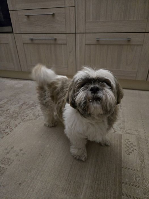 Віддам дорослого ши-тцу