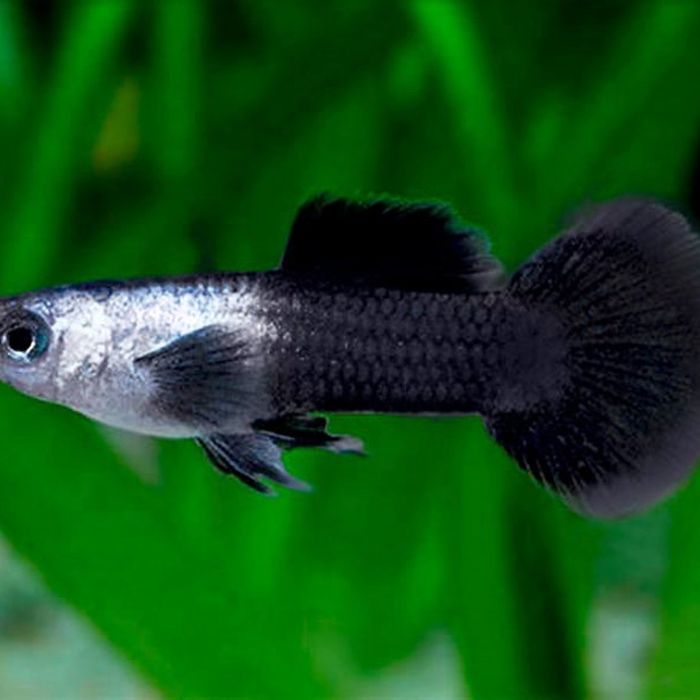 Guppys Panda e Koi platinum puros