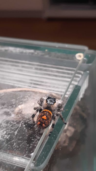Skakun królewski L3/L4/L5/L6 phidippus regius SOROA + gratisy