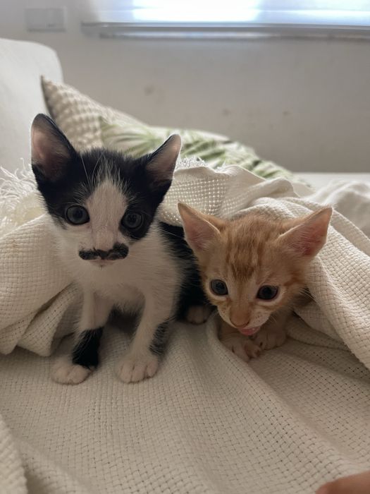 Gatinhos bebes 1 mês