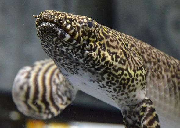 Wielopłetwiec ozdobny - Polypterus ornatipinnis