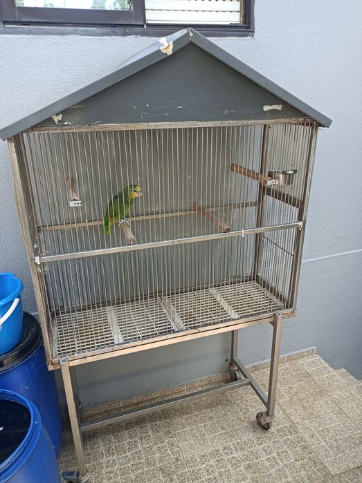 Vendo papagaio verde