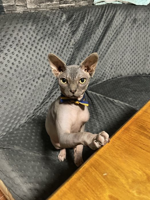 Продам кота срочно! 2500