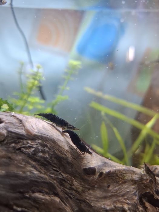 Neocoridina black
