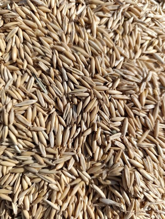 Пшениця, Кукуруза, Соняшник, Овес, Ячмінь,  Гірчиця