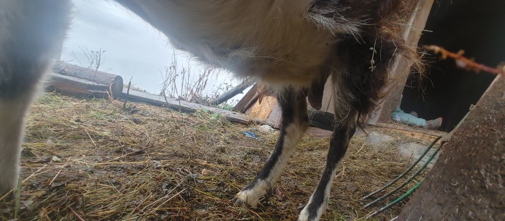 Продам козу породисту