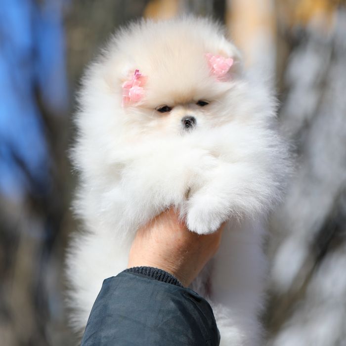 Неймовірні померанці