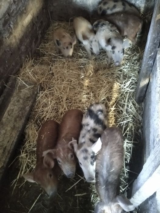 Продам поросят  .