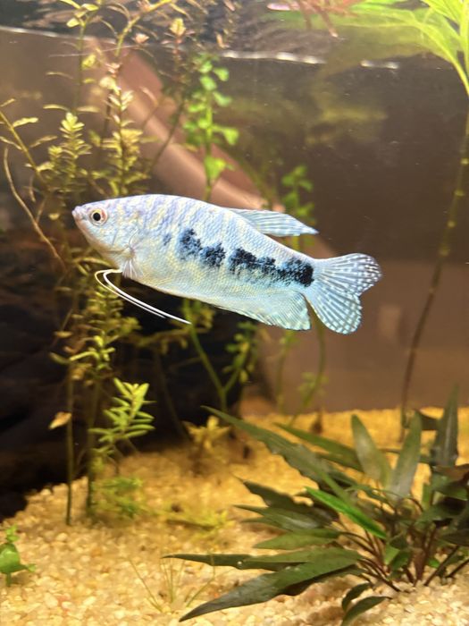 Gurami marmurkowe