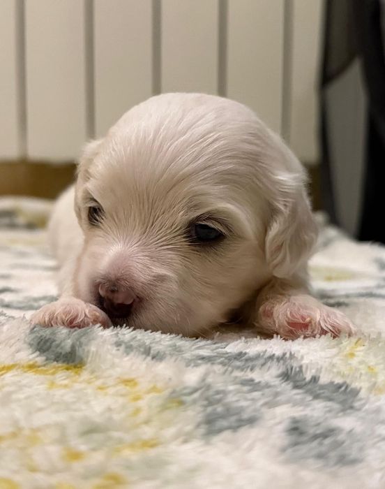 Maltańczyk , szczeniak