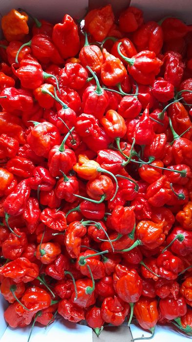 QUEIME A LINGUA - Molho picante