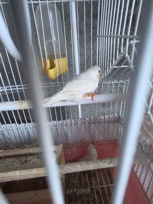 Canario e mandarins