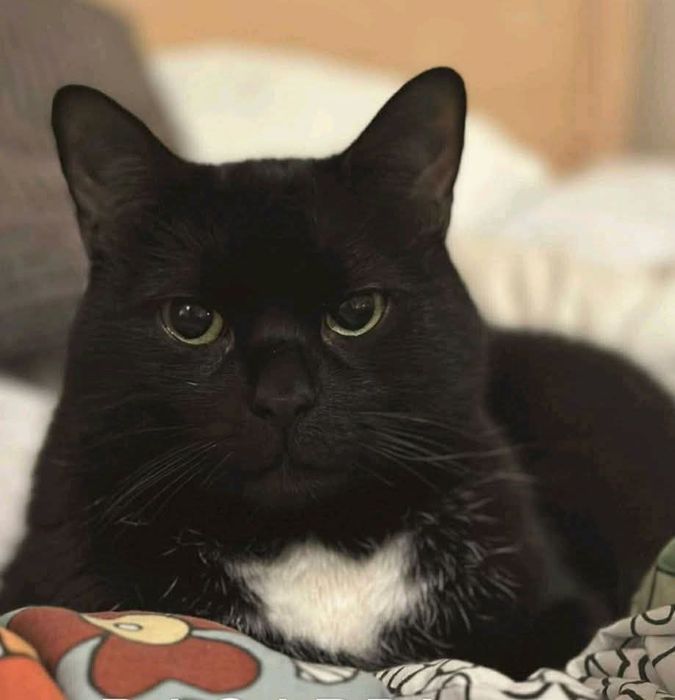 Czarny biały duży kocur kot