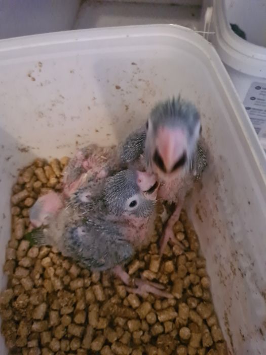 Conures cabeça azul