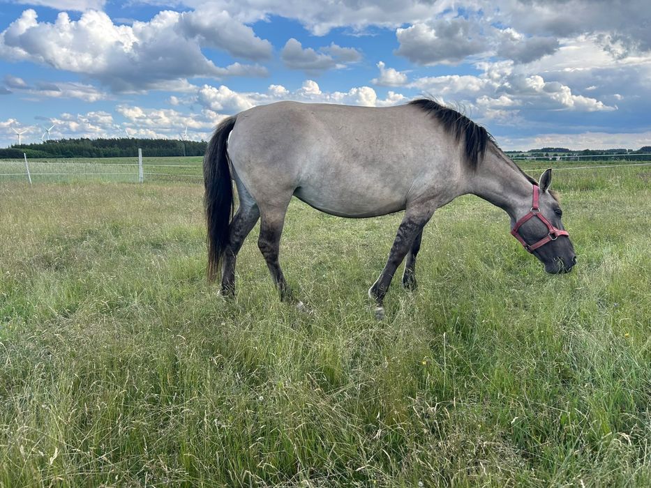 Konik polski klacz
